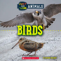 Wild World-Fast and Slow: Birds