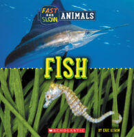 Wild World-Fast and Slow: Fish