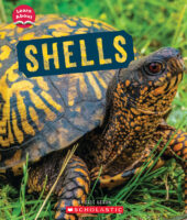 Learn About: Animal Coverings: Shells