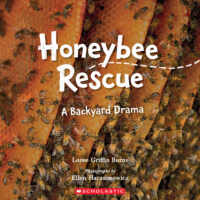 Honeybee Rescue