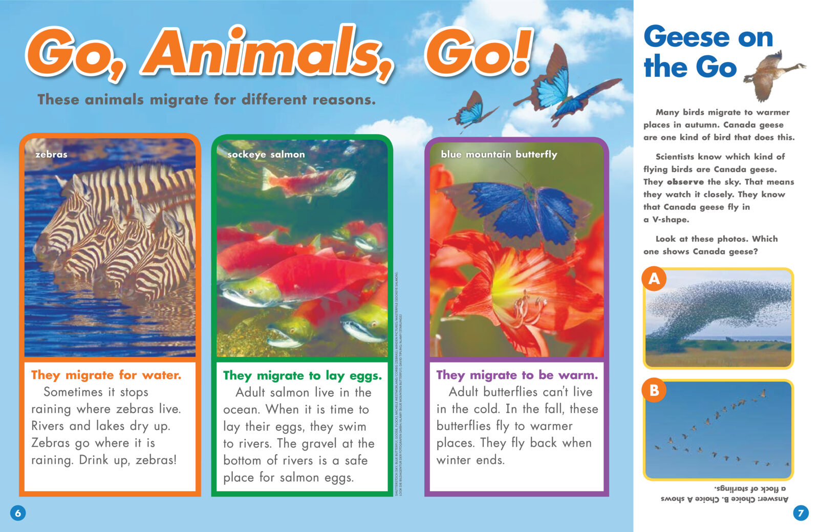 Scholastic News Nonfiction Readers: Animals: Scholastic News:  9780439784221: : Books