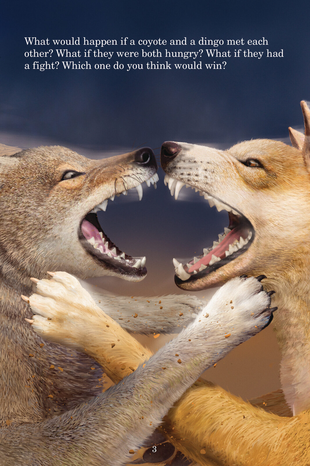 Ever wondered who would win in a fight between a dingo and a wolf